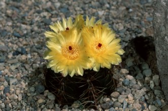 Cactus (Notocactus ottonis)