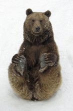 European Brown bear (Ursus arctos) Snow, snow, free-standing