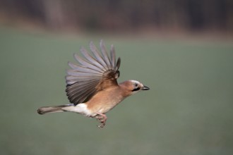 Jay, Germany (Garrulus glandarius), side