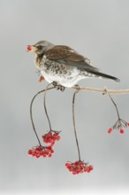 Fieldfare (Turdus pilaris) picking Common Snowball berries, Germany, Europe