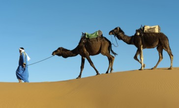 Morocco, camel driver, Berber, Erg Chebbi desert, dunes, Africa