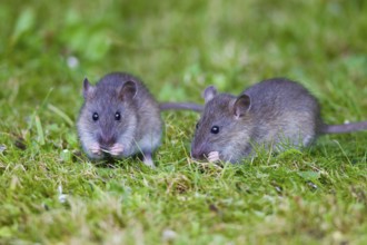 Common (Rattus norvegicus) Rats, youngs, Lower Saxony, Germany, Europe