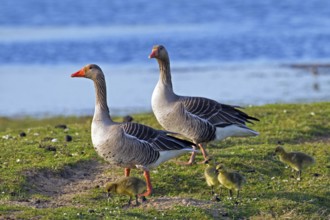 Greylag geese, Graylag Goose (Anser anser) Pair walking with goslings