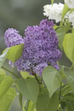 Common Lilac (Syringa vulgaris), Germany, Europe