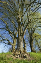 Lime tree, Tilia spec., Basel Country, Switzerland, Europe