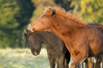 Icelandic ponies, foals, Icelanders