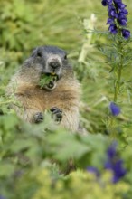 Alpine Marmot (Marmota marmota), Austria, Alpine Marmot, Großglockner, Hohe Tauern National Park,