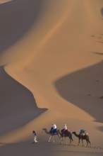 Tourists riding camels in the dunes, Sahara, Merzouga, Meknès-Tafilalet region, Morocco, Africa