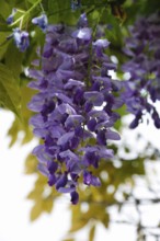 Wisterias (Wisteria), Wisterie, Wistarie, Glyzinie, Glyzine, Glycine, Glycinie, verholzende