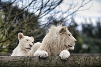 White lions (Panthera leo), pair, colour mutation, leucism, captive, Safaripark, Safariland