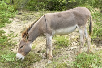 Domestic gray donkey (Equus asinus) in mountain pasture. Drome, France, Europe