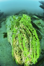 Sponge underwater, Lake Baikal, Olkhon Island, Pribaikalsky National Park, Irkutsk Province,