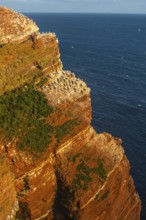 Northern gannet (Morus bassanus), Helgoland Cliff, Helgoland High Seas Island, North Sea, rock