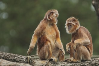 Javan lutung (Trachypithecus auratus), adult, two, captive