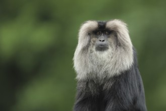 Lion-tailed macaque (Macaca silenus), adult, portrait, captive