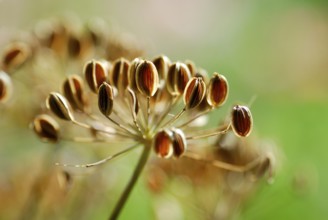 Dill (Anethum graveolens) dill