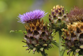 Cardoon, Spanish artichoke (Cynara cardunculus) Cardone