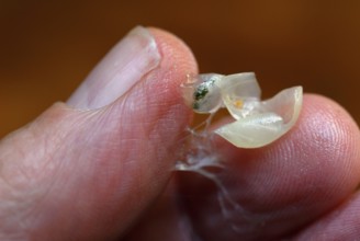 Mistletoe berry (Viscum album) squashed between fingers, mistletoe, sticky