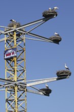 White Stork (Ciconia ciconia) nests with breeding pairs on a converted construction crane, Allgäu,