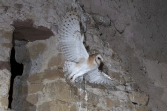 Common barn owl (Tyto alba) with captured mouse, Bitburg, Rhineland-Palatinate, Germany, Europe