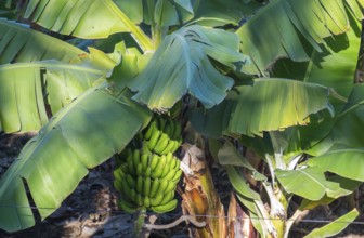 Bananas, fruit on a banana tree, Tenerife, Canary Islands, Spain, Europe