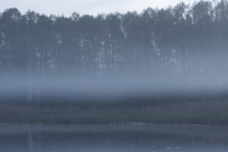 Morning fog over the alder forest, Müritz National Park, Mecklenburg-Western Pomerania, Germany,