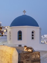 Cat outside blue-domed Church of Agios Nikolaos by night, Ia, Oia, Santorini, Greece, Europe