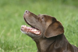 Labrador Retriever (Canis lupus familaris), female, 13 years, Portraet. North Rhine-Westphalia,