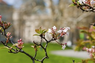 Spring in the Brühl's Garden on the Brühl's Terrace