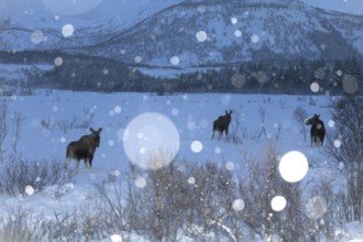 Moose in winter during snowfall in Vesterålen, Norway, Europe