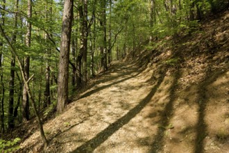 The Forest Botanical Garden Tharandt is an institution of the Technical University of Dresden and