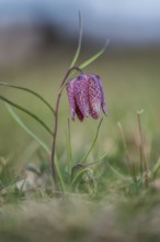 Snake's head fritillary (Fritillaria meleagris), Styria, Austria, Europe