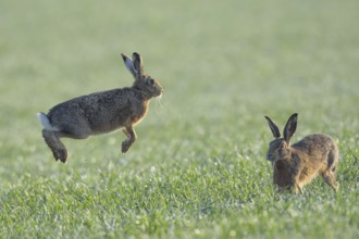 Two European hares (Lepus europaeus) in the field, mating season, Upper Austria, Austria, Europe