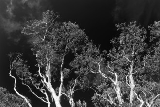 Eucalyptuses (Eucalyptus), tree, eucalyptus, flora, black and white, on the east coast, Queensland,