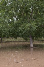 Las Cruces, New Mexico, Water-hungry pecan trees growing in the midst of a severe dought in the New