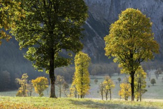 Engtal valley, large maple in the morning dew, sycamore maple (Acer pseudoplatanus) in glorious