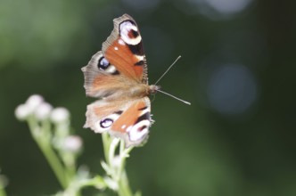 European peacock, butterfly, macro, open wings, beauty, macro of colourful peacock butterfly