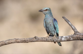 European Roller (Coracias garrulus) sitting on a branch near its nest. Saint-Gilles, Nimes, Gard,