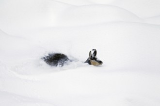 Chamois (Rupicapra rupicapra) foraging in deep powder snow in winter, Gran Paradiso National Park,