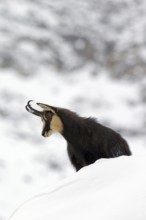 Chamois (Rupicapra rupicapra) in the snow in winter, Gran Paradiso National Park, Italian Alps,