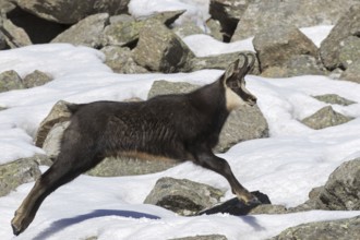 Chamois (Rupicapra rupicapra) male running over rocky mountain slope in the snow in winter in the