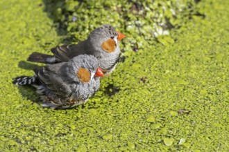 Two male zebra finches (Taeniopygia guttata) (Poephila guttata) native to Australia taking a bath