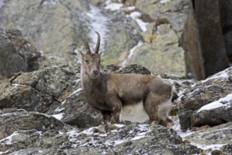 Alpine ibex (Capra ibex) female foraging on mountain slope in the snow in winter, Gran Paradiso