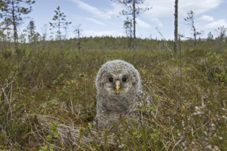 Ural owl (Strix uralensis) owlet in the taiga, Scandinavia