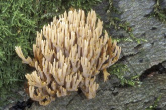 Upright coral, strict-branch coral (Ramaria stricta) growing on tree trunk