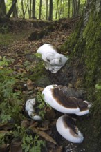 Artist's Bracket, Artist's Conk, Flacher Lackporling (Ganoderma applanatum) (Ganoderma lipsiense)