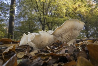 Fleecy milk-cap (Lactarius vellereus) on the forest floor in beech woodland in autumn