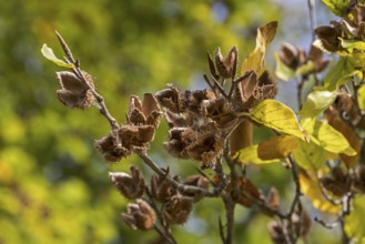 European beech (Fagus sylvatica), common beech close up of leaves and nuts in open cupules in early