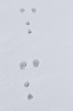 European brown hare (Lepus europaeus) footprints in the snow in winter