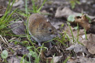 Bank vole (Clethrionomys glareolus) Germany